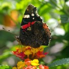 Borboleta (Butterfly) Vanessa atalanta